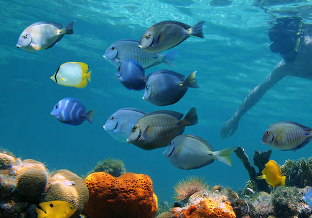 Chumbe Island Coral Tour