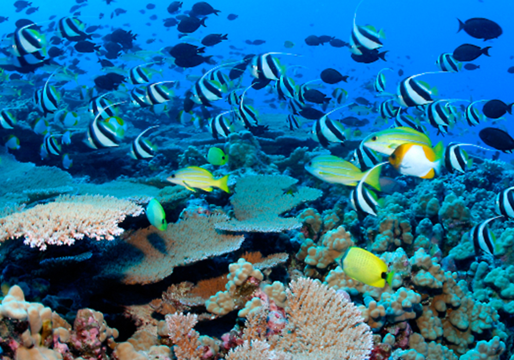 Chumbe Island Coral Tour