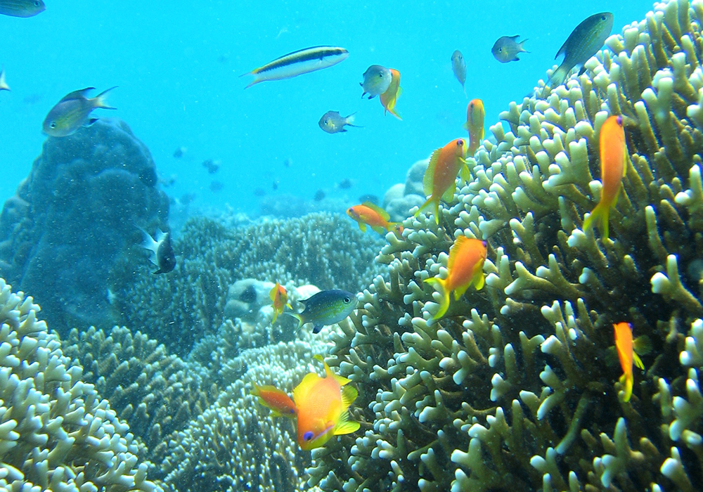 Chumbe Island Coral Tour