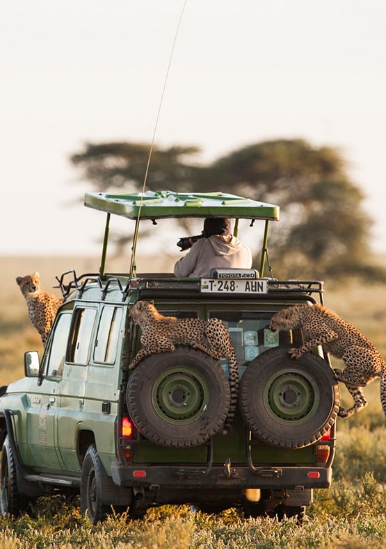 Tanzania safaris & beach vacations