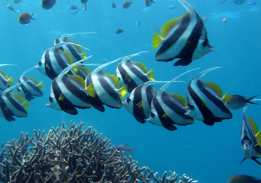 Diving & Snorkeling